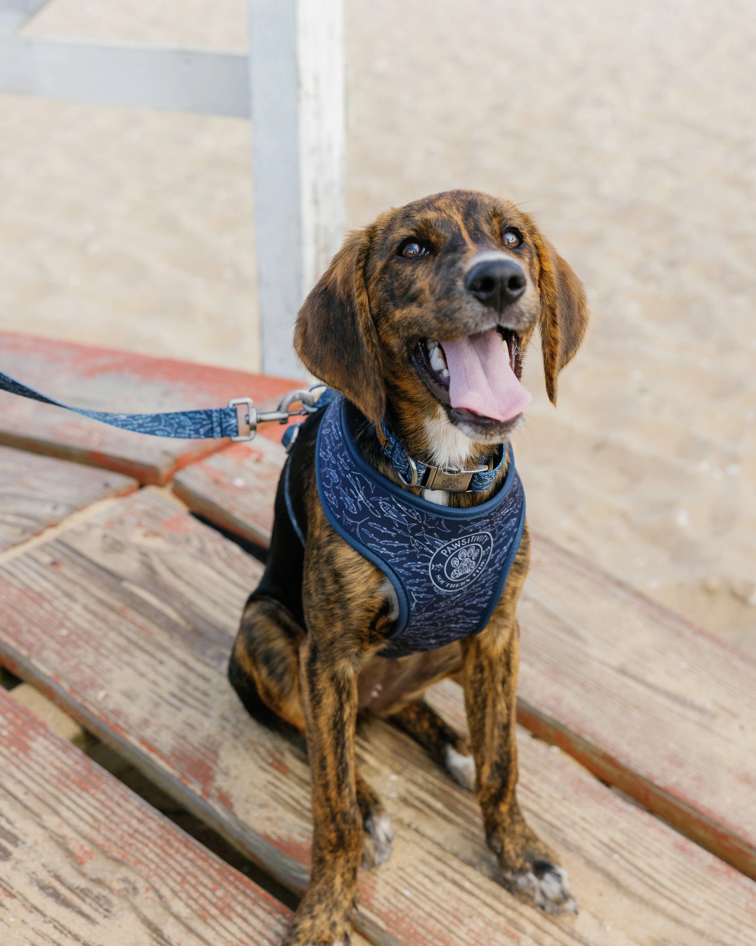 ST x Pawsitivity Schooling Fish Dog Harness - Image 5